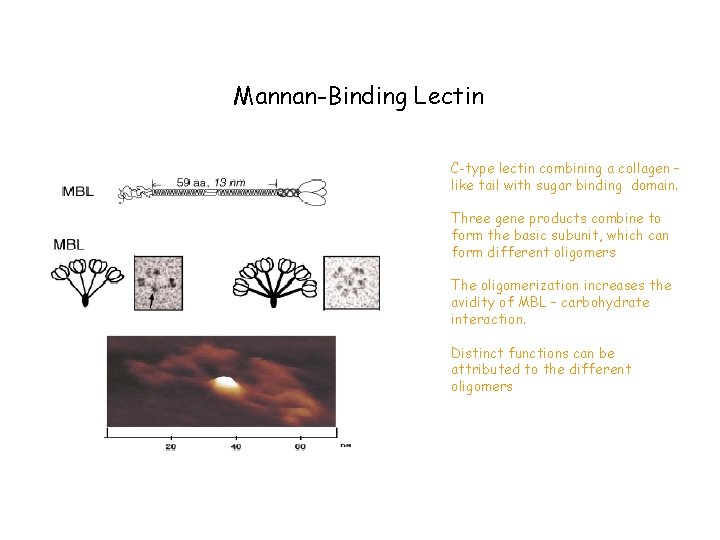 Mannan-Binding Lectin C-type lectin combining a collagen – like tail with sugar binding domain.