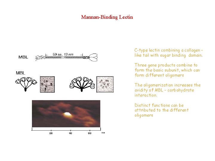 Mannan-Binding Lectin C-type lectin combining a collagen – like tail with sugar binding domain.