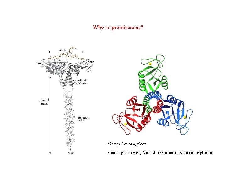 Why so promiscuous? Micropattern recognition: N-acetyl glucosamine, N-acetylmannoseamine, L-fucose and glucose 