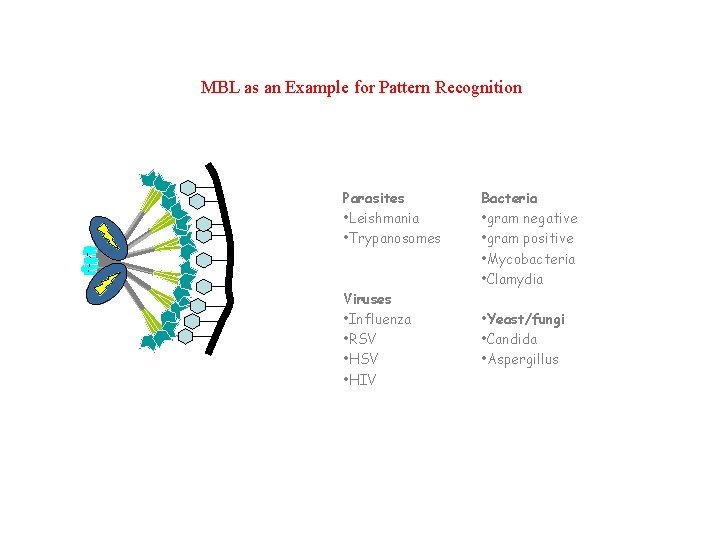 MBL as an Example for Pattern Recognition Parasites • Leishmania • Trypanosomes Viruses •