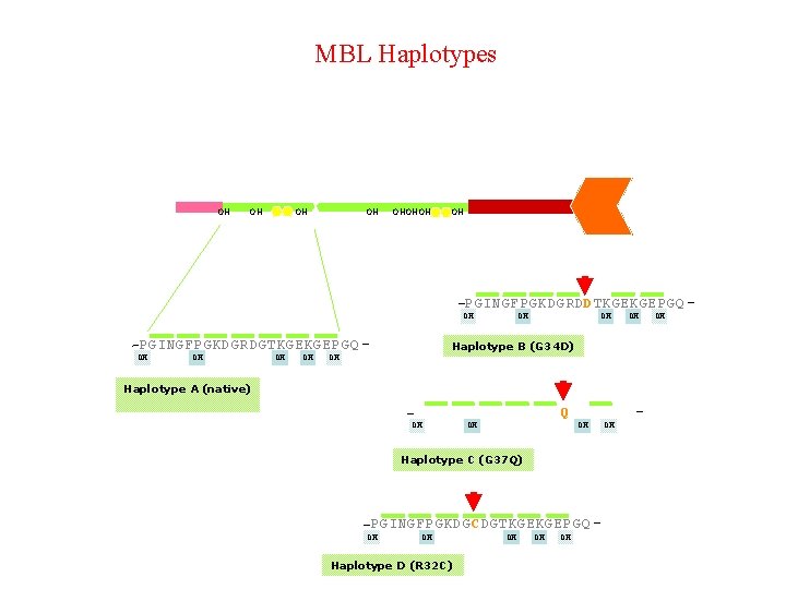 MBL Haplotypes OH OH OHOHOH OH PGINGFPGKDGRDDTKGEKGEPGQ OH PGINGFPGKDGRDGTKGEKGEPGQ OH OH Haplotype B (G