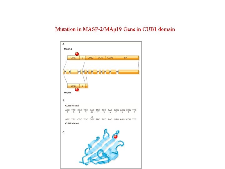 Mutation in MASP-2/MAp 19 Gene in CUB 1 domain 