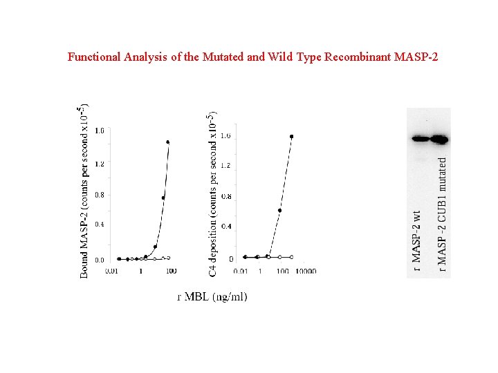 Functional Analysis of the Mutated and Wild Type Recombinant MASP-2 