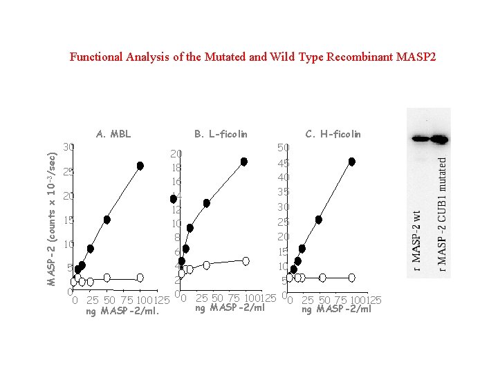 MASP-2 (counts x 10 -3/sec) Functional Analysis of the Mutated and Wild Type Recombinant