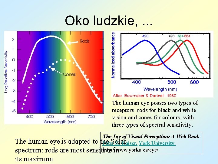 Oko ludzkie, . . . The human eye posses two types of receptors: rods