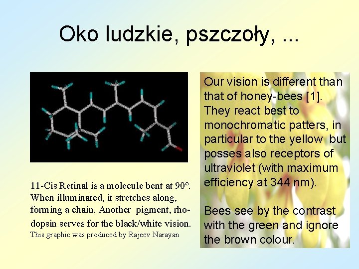 Oko ludzkie, pszczoły, . . . Our vision is different than that of honey-bees