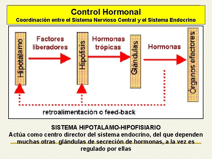 HORMONAS Propiedades generales Mecanismo general de accin Clasificacin