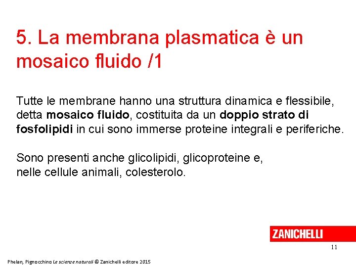 5. La membrana plasmatica è un mosaico fluido /1 Tutte le membrane hanno una 5. La membrana plasmatica è un mosaico fluido /1 Tutte le membrane hanno una