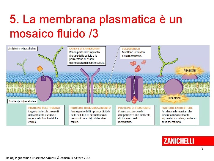 5. La membrana plasmatica è un mosaico fluido /3 13 Phelan, Pignocchino Le scienze 5. La membrana plasmatica è un mosaico fluido /3 13 Phelan, Pignocchino Le scienze