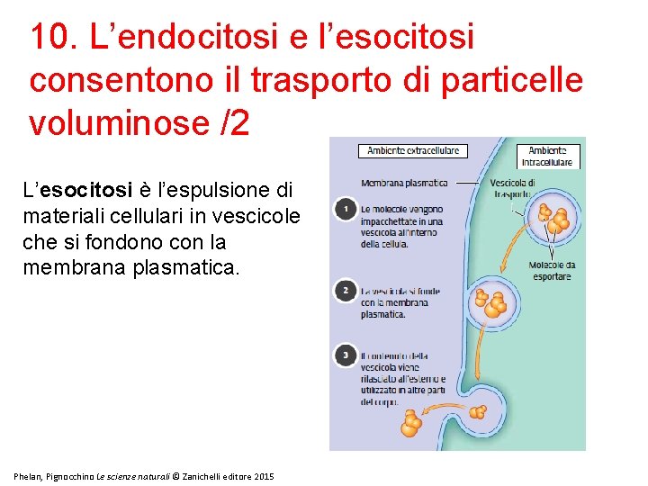 10. L’endocitosi e l’esocitosi consentono il trasporto di particelle voluminose /2 L’esocitosi è l’espulsione 10. L’endocitosi e l’esocitosi consentono il trasporto di particelle voluminose /2 L’esocitosi è l’espulsione