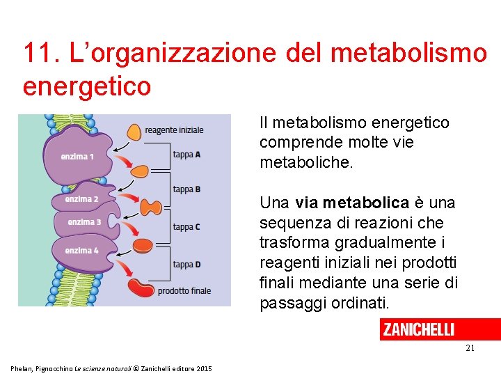 11. L’organizzazione del metabolismo energetico Il metabolismo energetico comprende molte vie metaboliche. Una via 11. L’organizzazione del metabolismo energetico Il metabolismo energetico comprende molte vie metaboliche. Una via