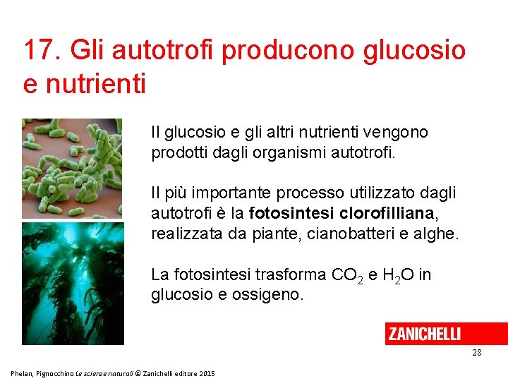17. Gli autotrofi producono glucosio e nutrienti Il glucosio e gli altri nutrienti vengono 17. Gli autotrofi producono glucosio e nutrienti Il glucosio e gli altri nutrienti vengono