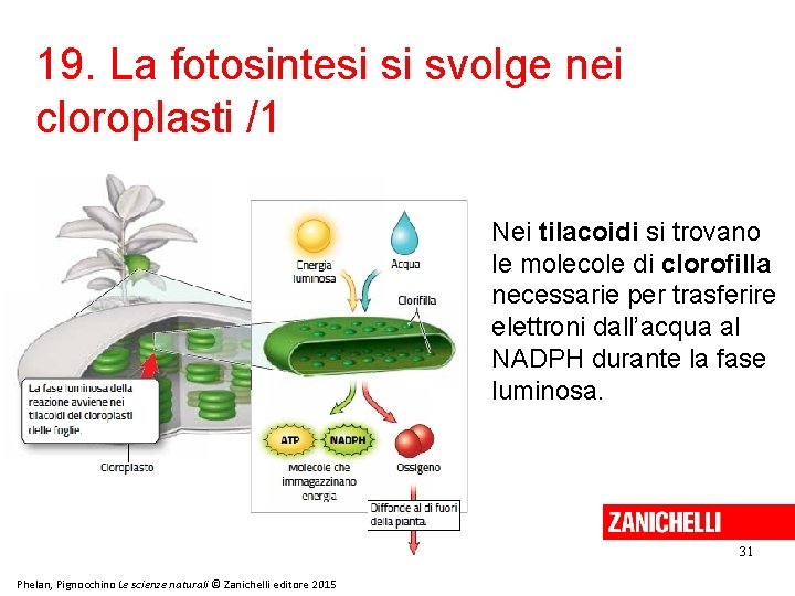 19. La fotosintesi si svolge nei cloroplasti /1 Nei tilacoidi si trovano le molecole 19. La fotosintesi si svolge nei cloroplasti /1 Nei tilacoidi si trovano le molecole