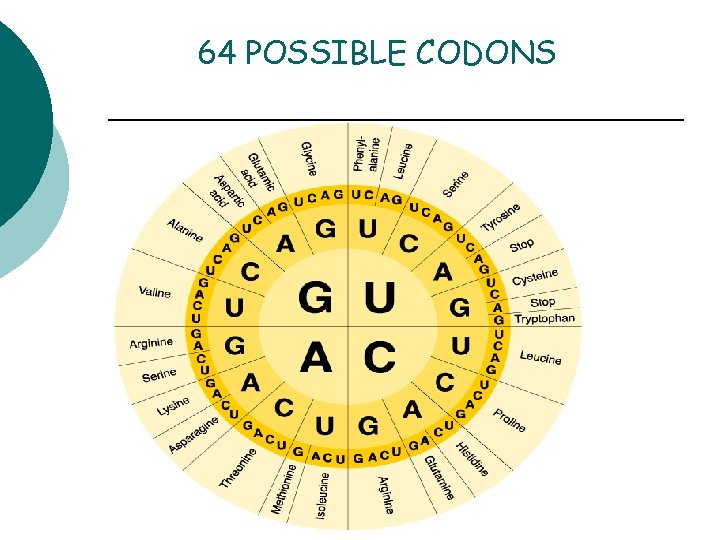64 POSSIBLE CODONS 
