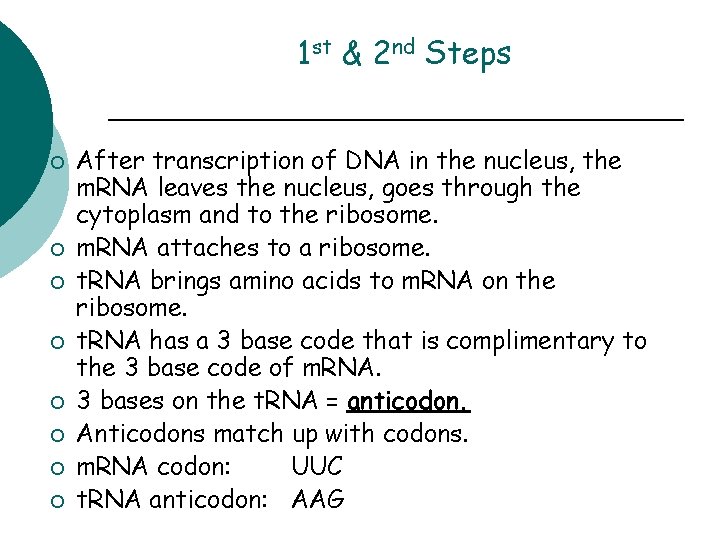 1 st & 2 nd Steps ¡ ¡ ¡ ¡ After transcription of DNA