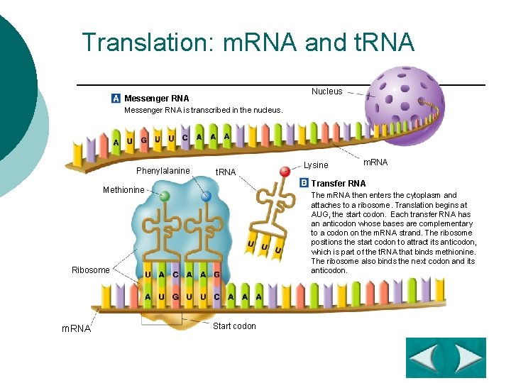 Translation: m. RNA and t. RNA Nucleus Messenger RNA is transcribed in the nucleus.