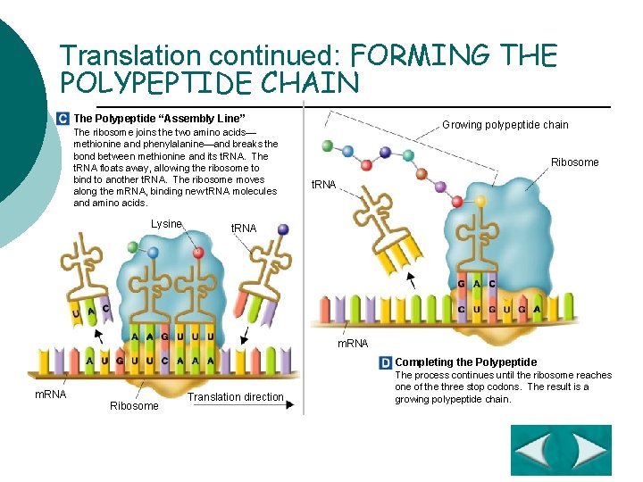 Translation continued: FORMING THE POLYPEPTIDE CHAIN The Polypeptide “Assembly Line” The ribosome joins the