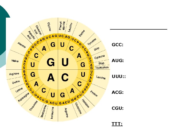 GCC: AUG: UUU: : ACG: CGU: TTT: 