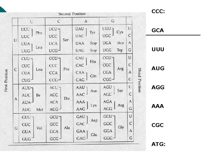 CCC: GCA UUU AUG AGG AAA CGC ATG: 