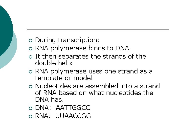 ¡ ¡ ¡ ¡ During transcription: RNA polymerase binds to DNA It then separates