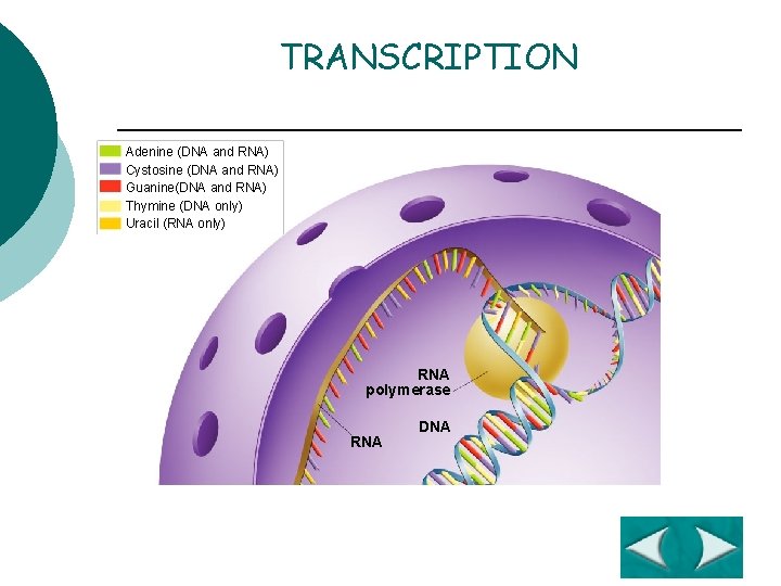 Section 12 -3 TRANSCRIPTION Adenine (DNA and RNA) Cystosine (DNA and RNA) Guanine(DNA and