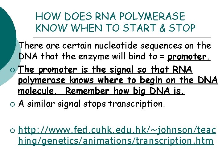 HOW DOES RNA POLYMERASE KNOW WHEN TO START & STOP There are certain nucleotide