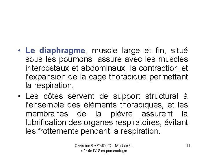  • Le diaphragme, muscle large et fin, situé sous les poumons, assure avec