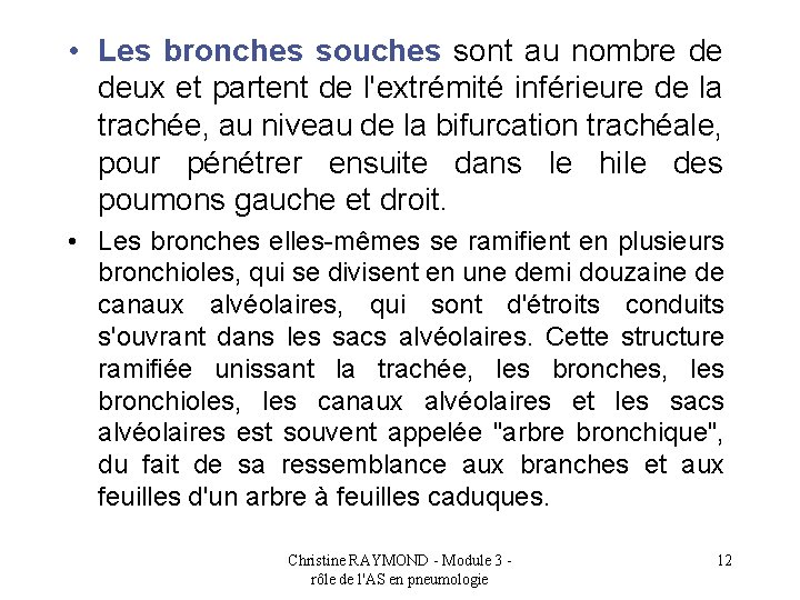  • Les bronches souches sont au nombre de deux et partent de l'extrémité