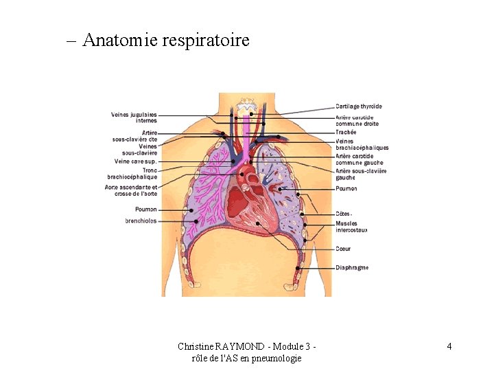 – Anatomie respiratoire Christine RAYMOND - Module 3 rôle de l'AS en pneumologie 4