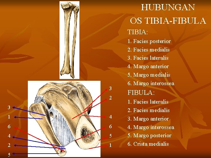 HUBUNGAN OS TIBIA-FIBULA TIBIA: 3 2 3 1 4 6 6 4 5 2