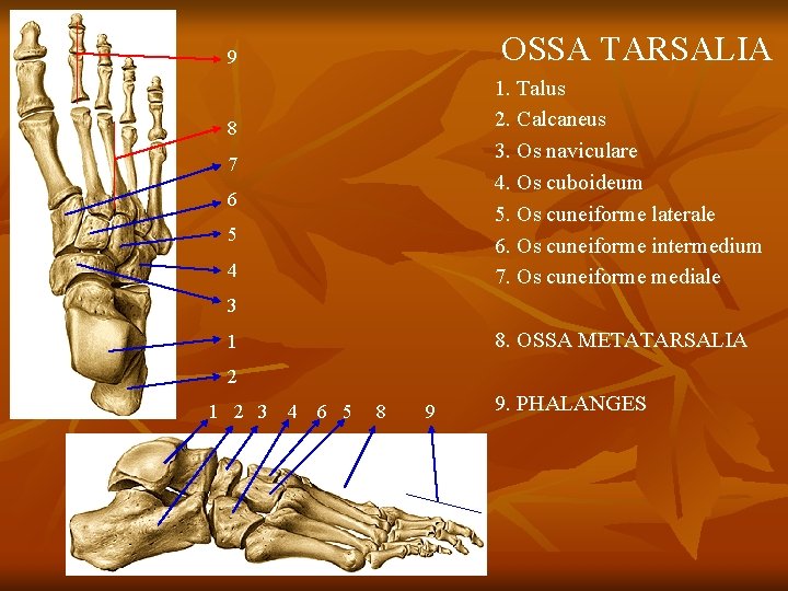 OSSA TARSALIA 9 1. Talus 2. Calcaneus 3. Os naviculare 4. Os cuboideum 5.