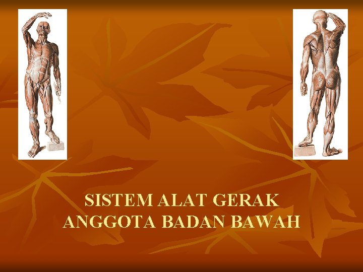 SISTEM ALAT GERAK ANGGOTA BADAN BAWAH 