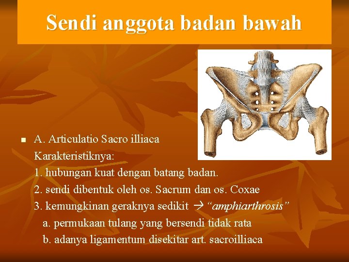 Sendi anggota badan bawah n A. Articulatio Sacro illiaca Karakteristiknya: 1. hubungan kuat dengan