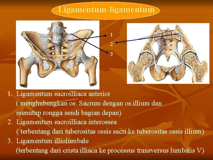 Ligamentum-ligamentum 1 2 3 1. Ligamentum sacroilliaca anterior ( menghubungkan os. Sacrum dengan os.