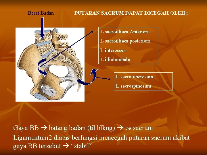 Berat Badan PUTARAN SACRUM DAPAT DICEGAH OLEH : L sacroilliaca Anteriora L sacroilliaca posteriora