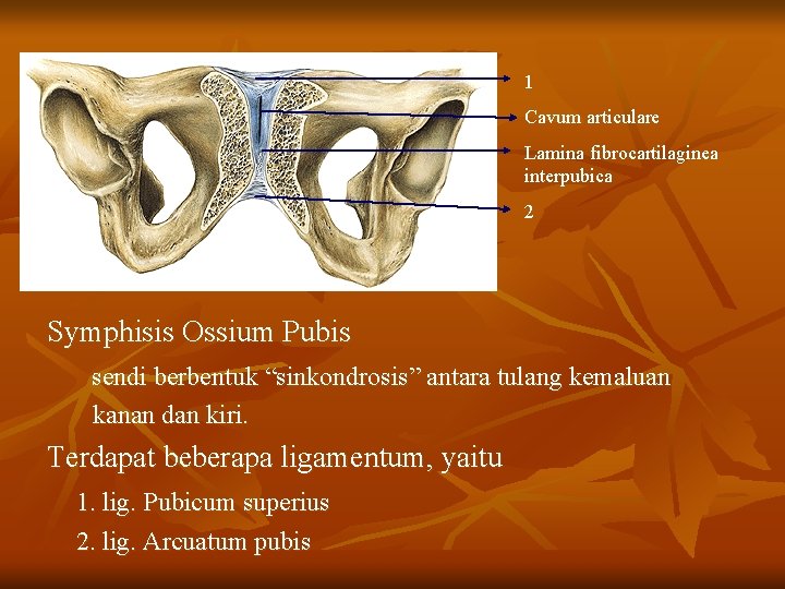 1 Cavum articulare Lamina fibrocartilaginea interpubica 2 Symphisis Ossium Pubis sendi berbentuk “sinkondrosis” antara