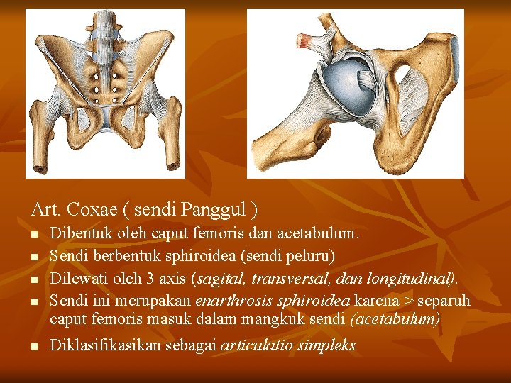 Art. Coxae ( sendi Panggul ) n n n Dibentuk oleh caput femoris dan