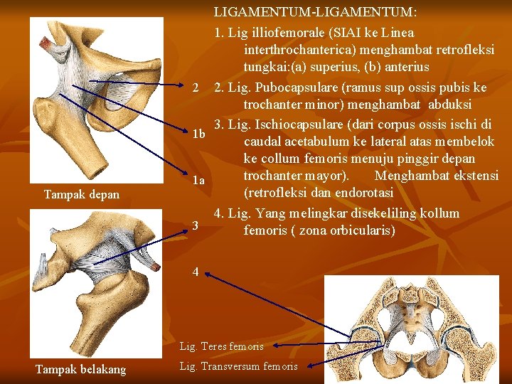 Tampak depan LIGAMENTUM-LIGAMENTUM: 1. Lig illiofemorale (SIAI ke Linea interthrochanterica) menghambat retrofleksi tungkai: (a)