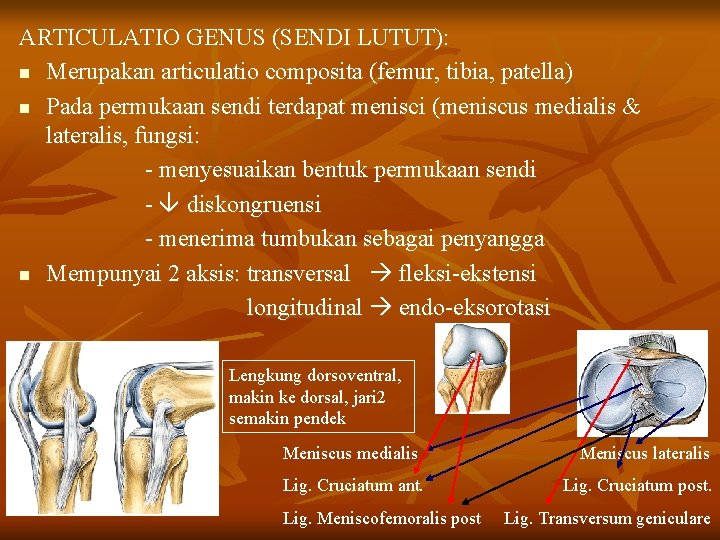 ARTICULATIO GENUS (SENDI LUTUT): n Merupakan articulatio composita (femur, tibia, patella) n Pada permukaan