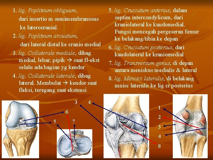 1. lig. Popliteum obliguum, dari insertio m semimembranosus ke laterocranial. 2. lig. Popliteum arcuatum,