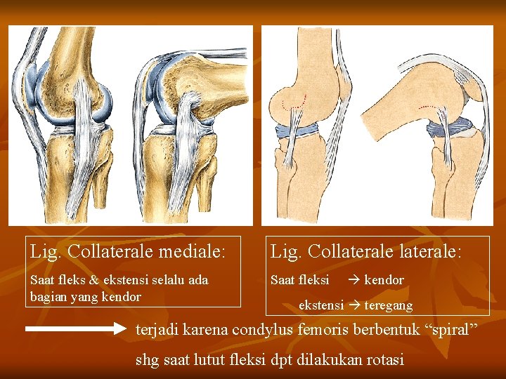 Lig. Collaterale mediale: Lig. Collaterale: Saat fleks & ekstensi selalu ada bagian yang kendor