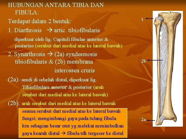 HUBUNGAN ANTARA TIBIA DAN FIBULA: Terdapat dalam 2 bentuk: 1. Diarthrosis artic. tibiofibularis 1