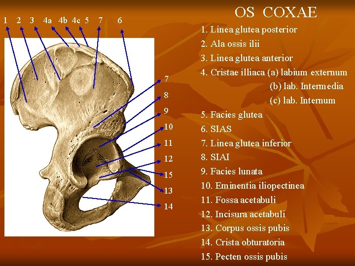 1 2 3 4 a 4 b 4 c 5 7 OS COXAE 6