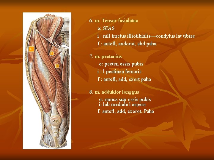 6. m. Tensor fasialatae o: SIAS i : mll tractus illiotibialis—condylus lat tibiae f