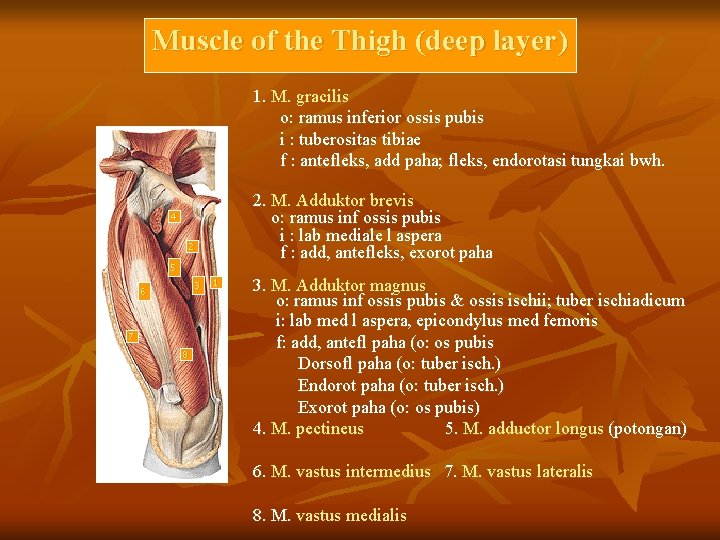 Muscle of the Thigh (deep layer) 1. M. gracilis o: ramus inferior ossis pubis