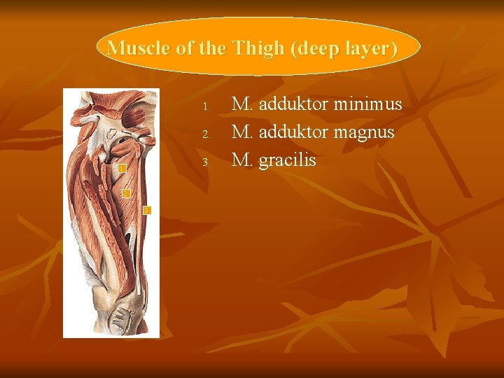 Muscle of the Thigh (deep layer) 1. 2. 3. 1 2 3 M. adduktor