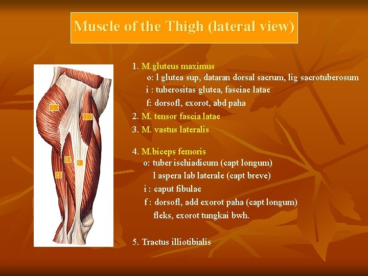 Muscle of the Thigh (lateral view) 1 2 3 4 5 1. M. gluteus