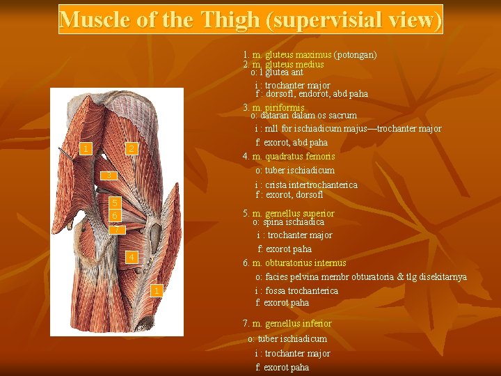 Muscle of the Thigh (supervisial view) 1 1. m. gluteus maximus (potongan) 2. m.