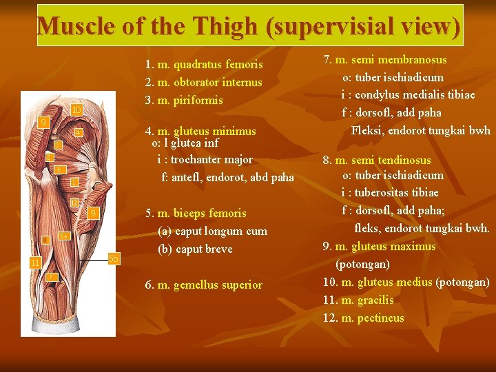 Muscle of the Thigh (supervisial view) 1. m. quadratus femoris 2. m. obtorator internus