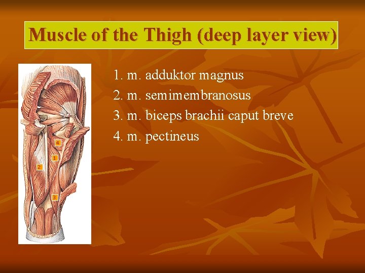 Muscle of the Thigh (deep layer view) 4 1 2 3 1. m. adduktor